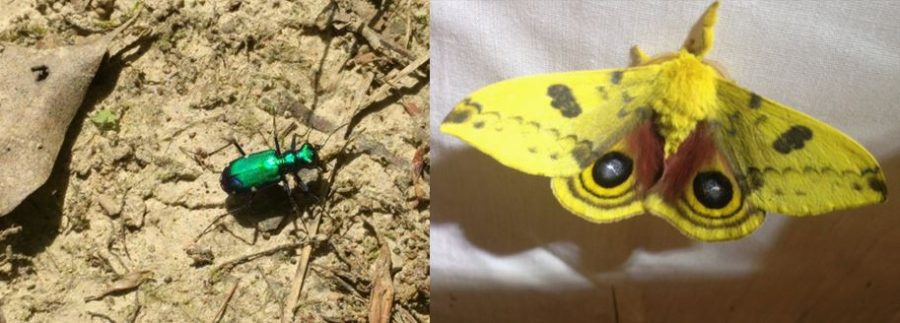 Side by side photos of a beetle and a moth. 