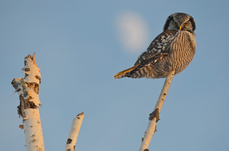 Northern Hawk Owl 