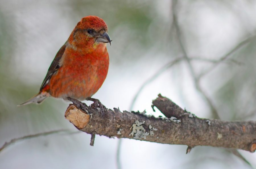 Red Crossbill