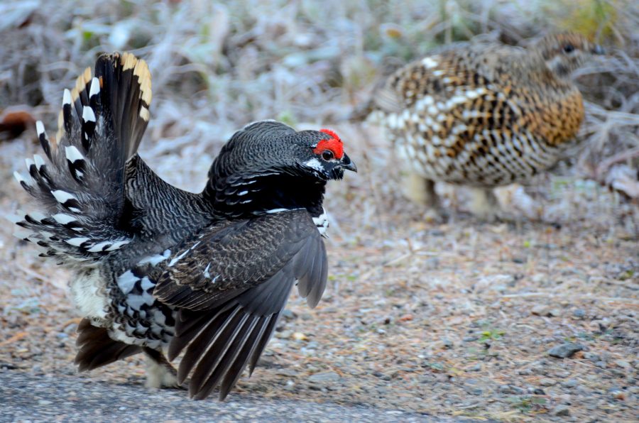 Spruce Grouse