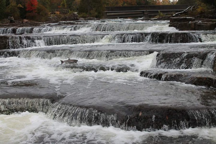 A fish leaps out of Sauble Falls, trying to jump over the waterfall.