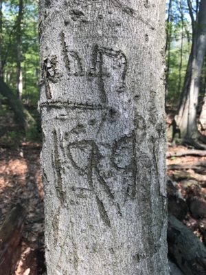 tree with carvings