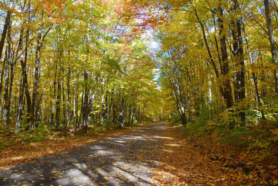 autumn road