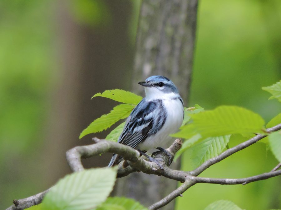 blue songbird (Cerulean Warbler)