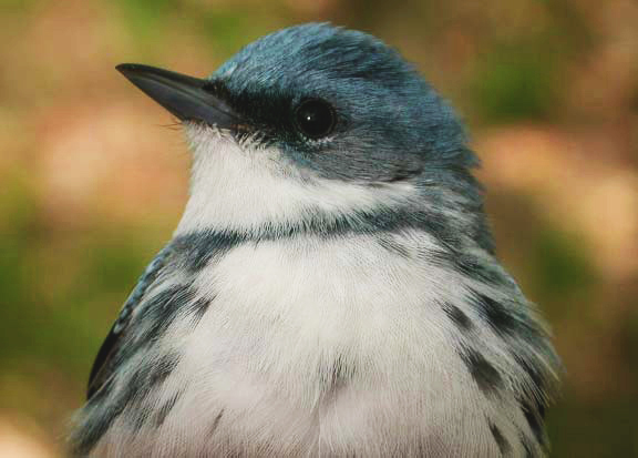 Cerulean Warbler close-up. Blue head, white breast