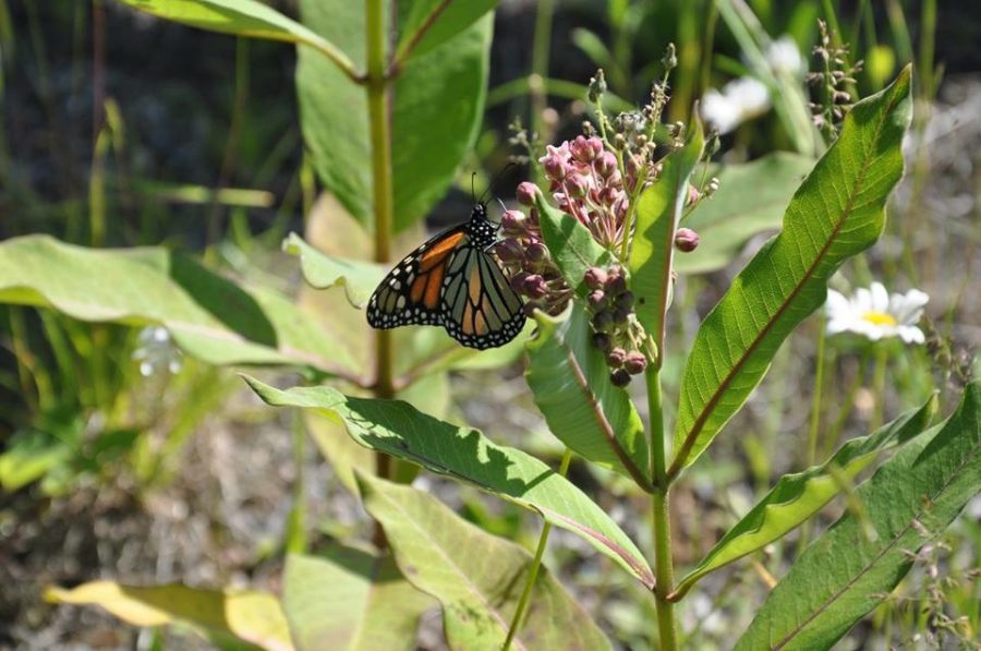 butterfly on milkweed