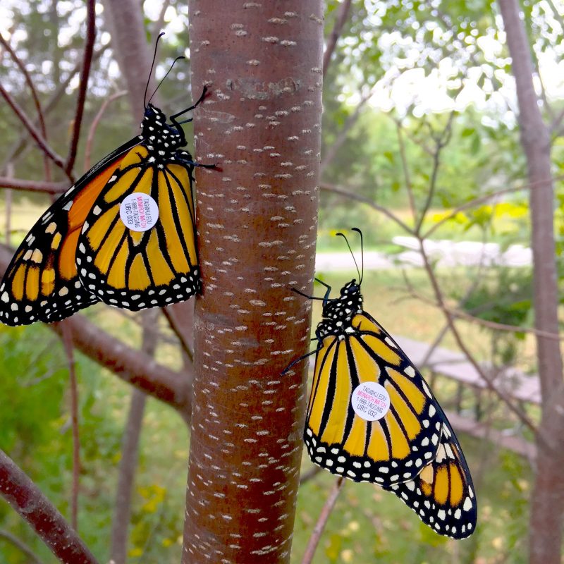 Tagged Monarch Butterflies