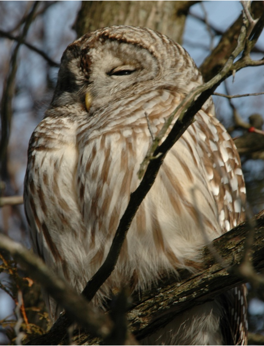 barred owl