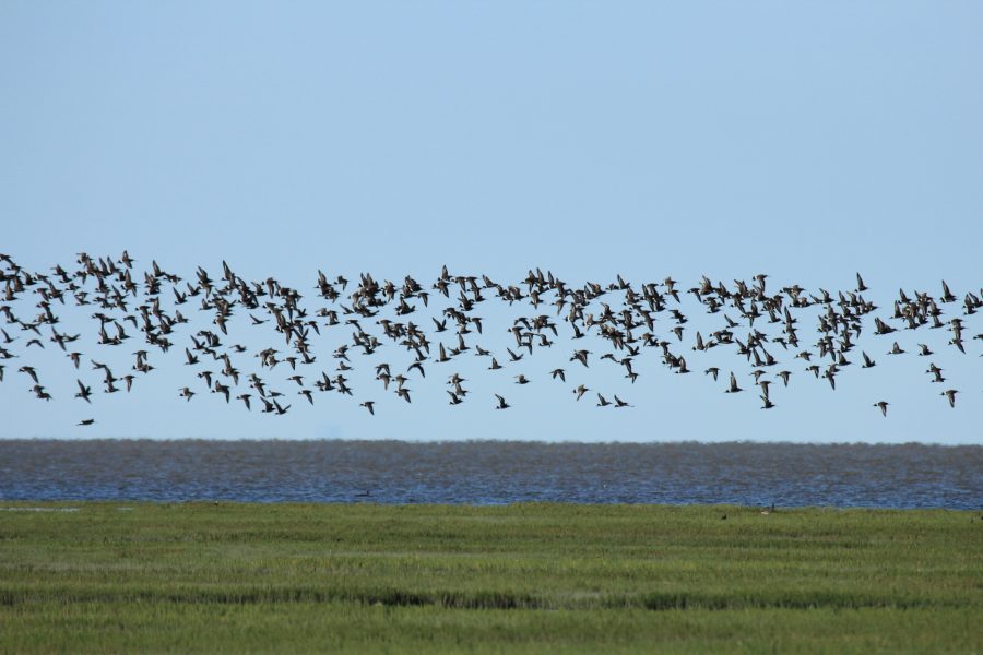 Shorebirds fly south