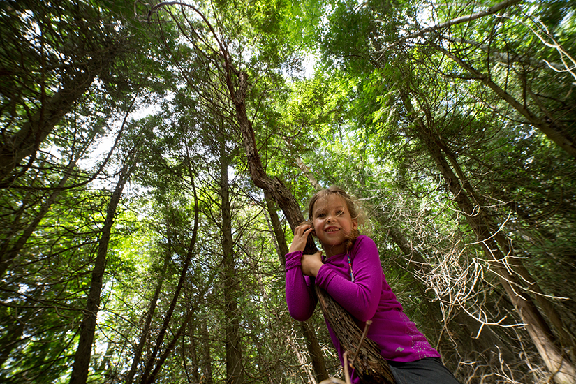 Child climbs on branch in forest