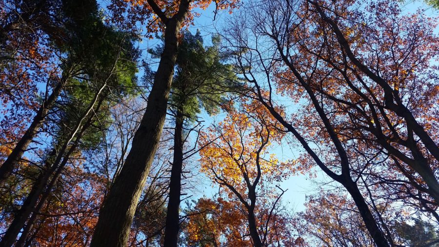 view of sky through trees