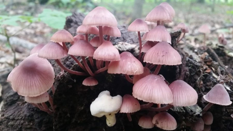 mushrooms