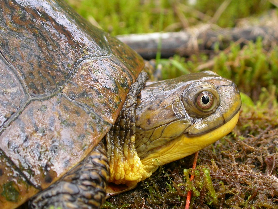 Blanding's Turtle