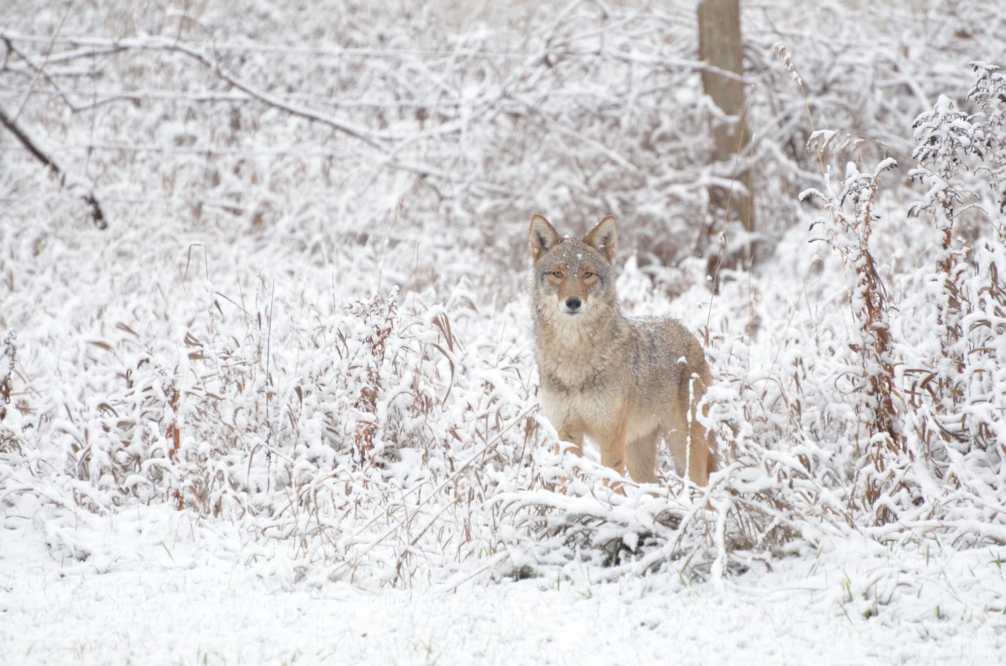 coyote in snowy forest