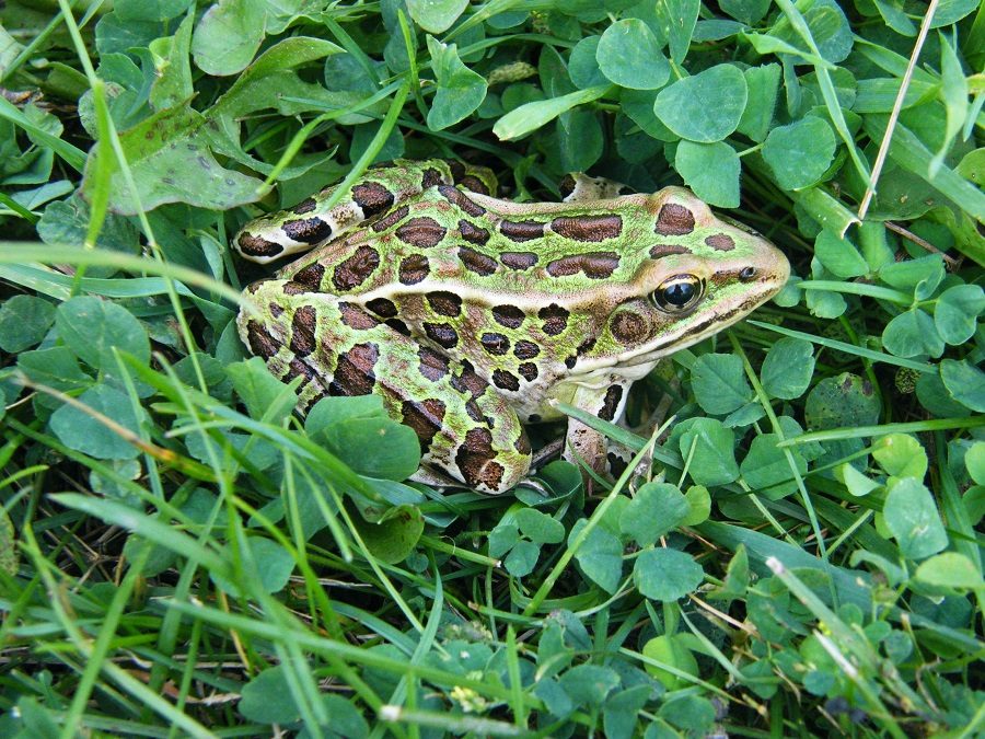 Close up of green frog on grass