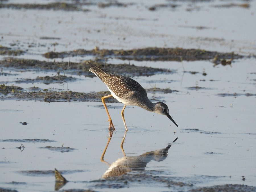 Shorebird at the beach