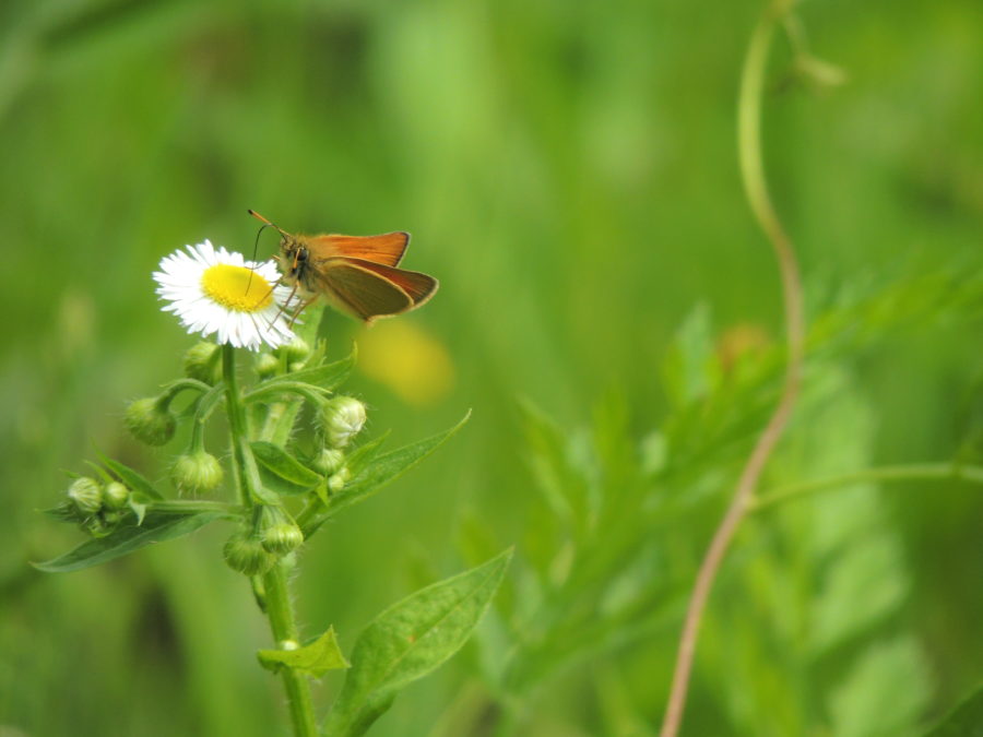 moth on daisy