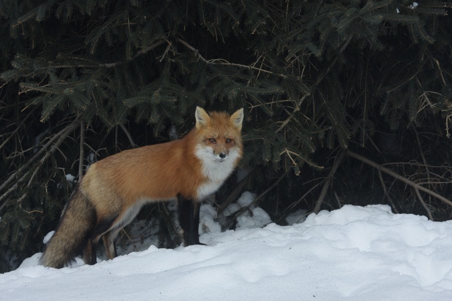 Red Fox in the snow