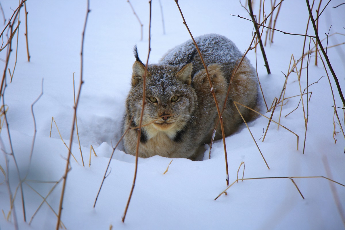 Lynx