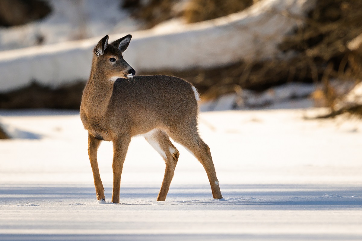 Deer in the snow