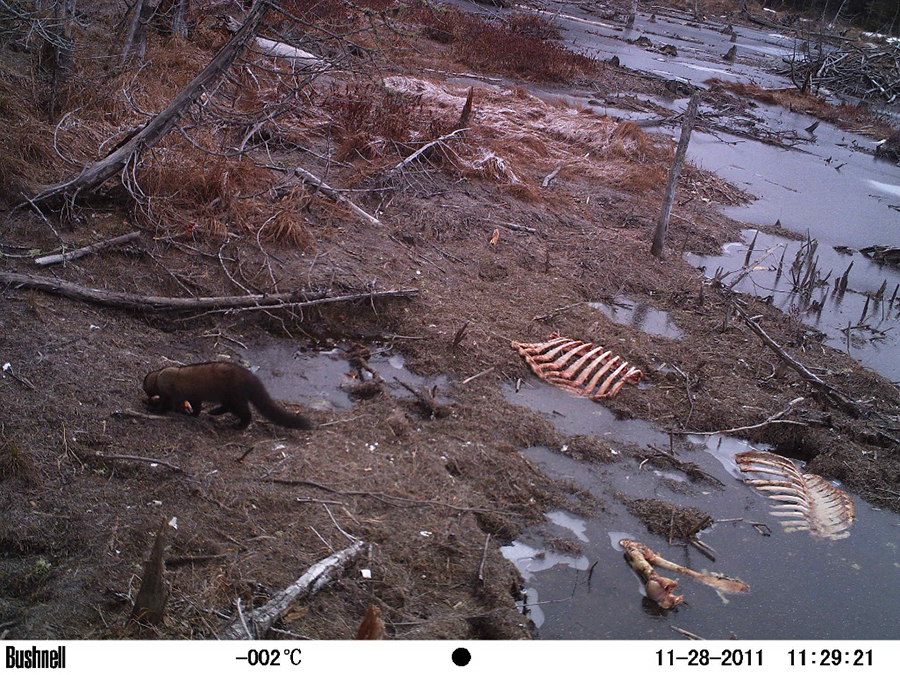 A fisher visits the moose corpse