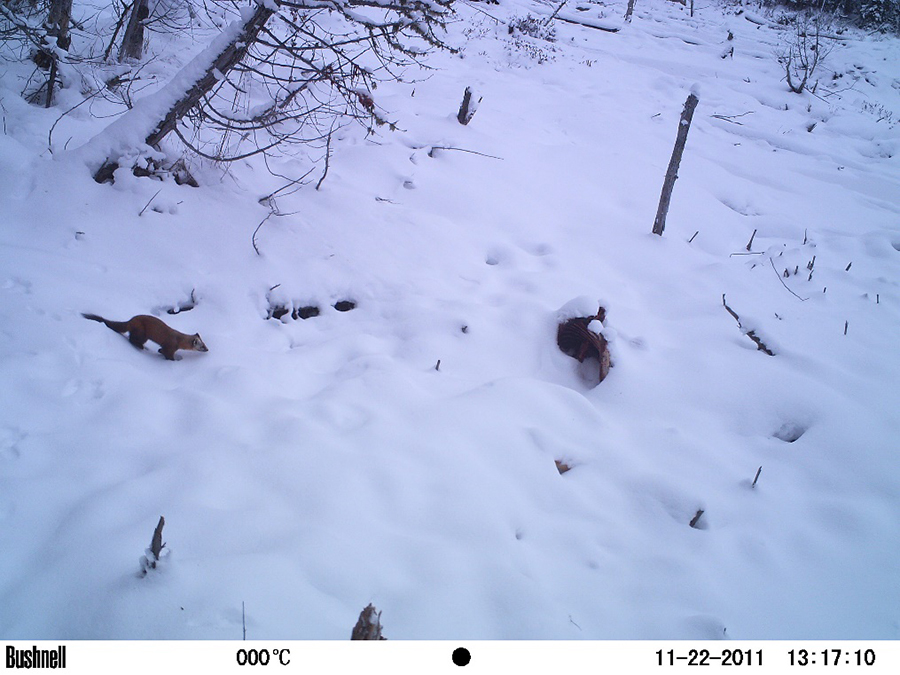 Pine marten approaches moose carcass