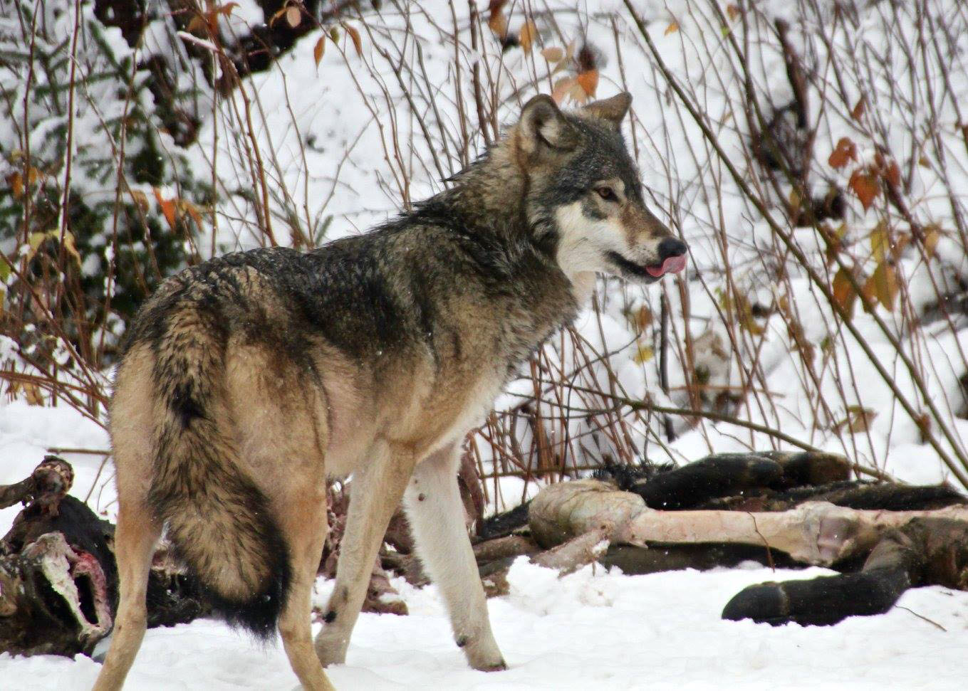 A wolf licking its lips and standing in the snow in front of a large animal carcass