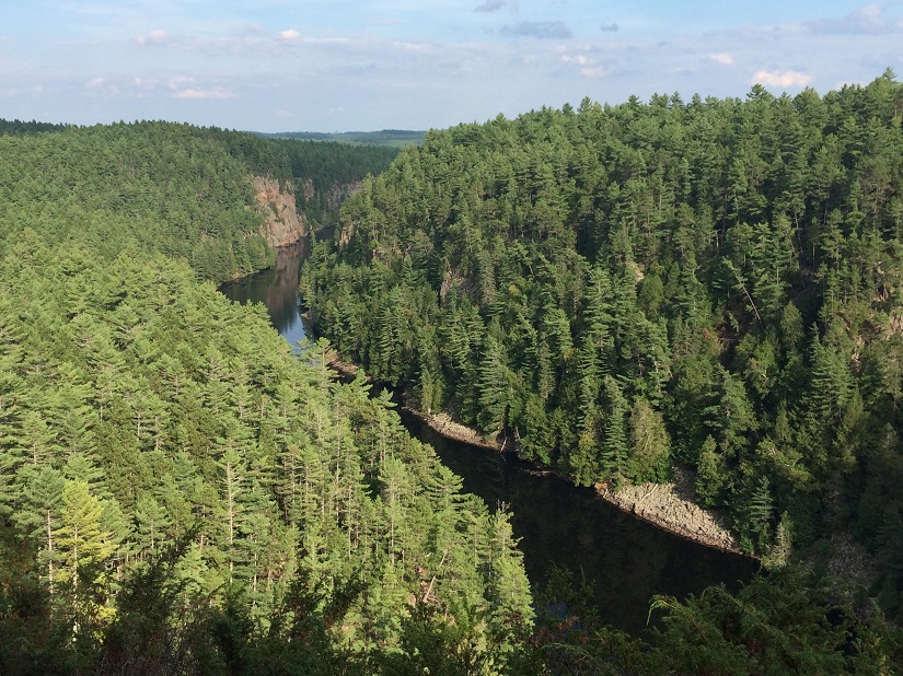 Tress and a canyon with a river