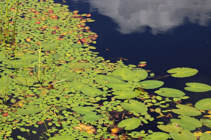 Aquatic Plants in wetland