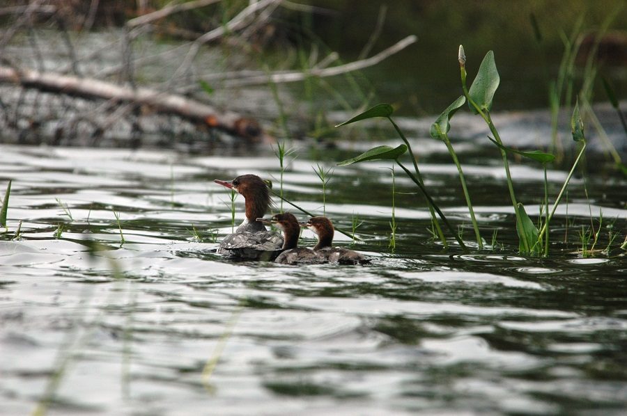 Ducks and ducklings in the water