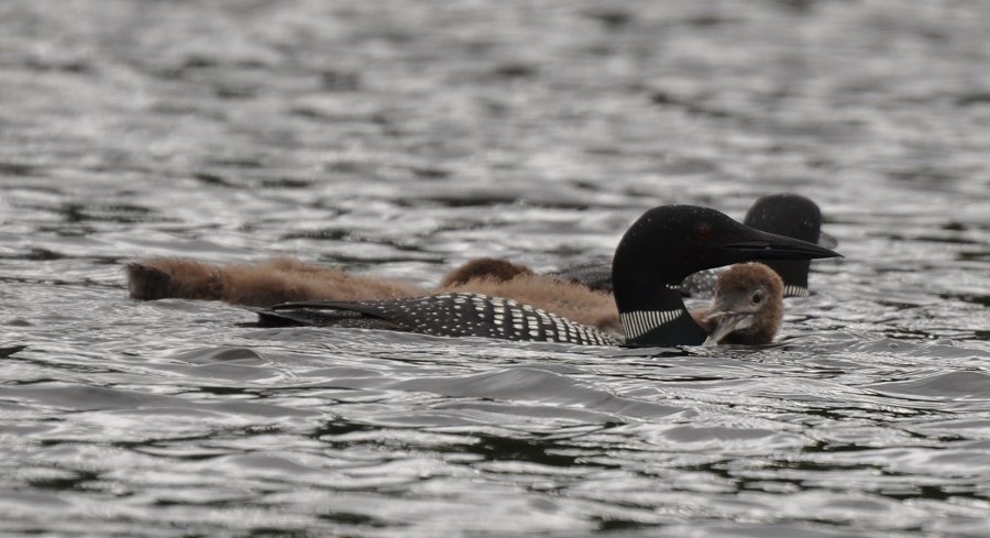 Mama loon and chicks