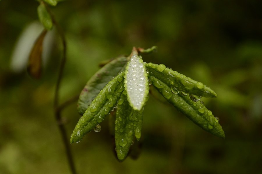 Labrador tea close up