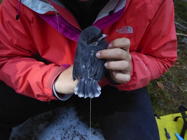 Scientist putting a band on bird