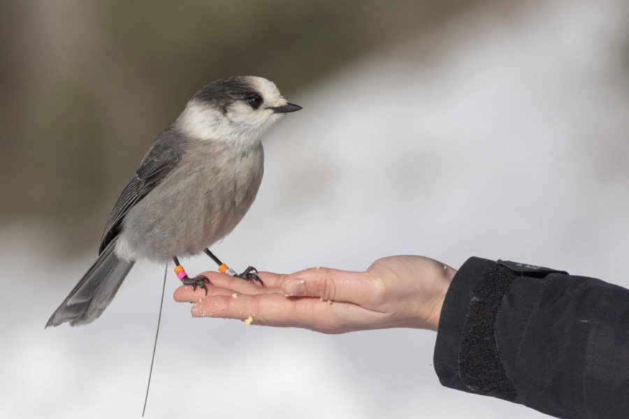 Bird with leg band rests on hand