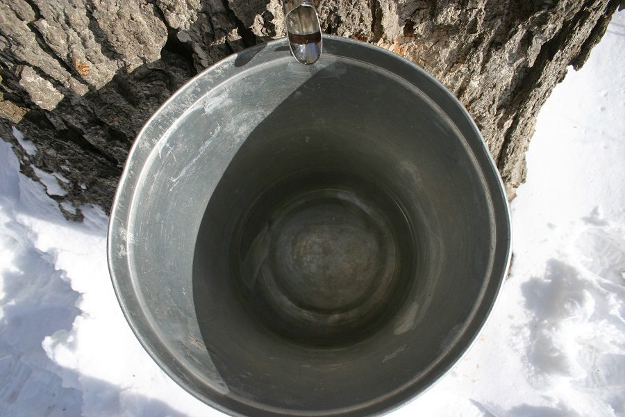 Bucket hangs off tree