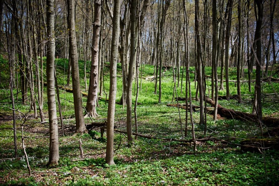 A look at the forest during Spring