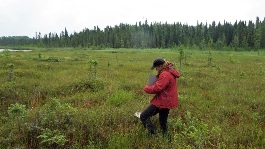 An Ontario Parks Biologist hard at work.