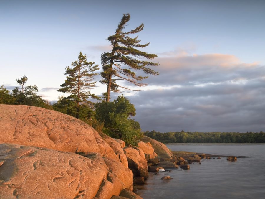 pine on rocky shoreline at Killbear