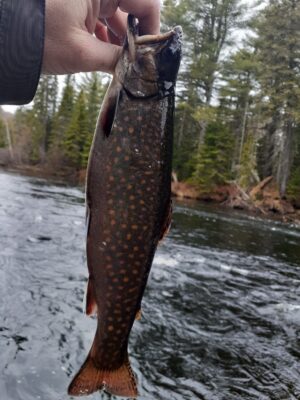 Hand holding up fish in front of lake. 