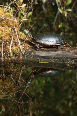 painted turtle