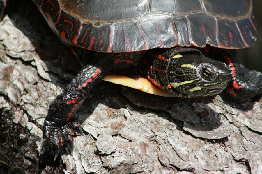 painted turtle