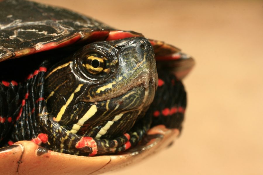 painted turtle