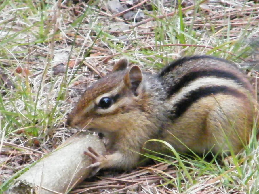 chipmunk