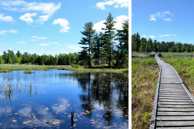 forest by lake, boardwalk