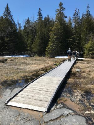 People walking along a boardwalk towards coniferous forest on a blue sky day