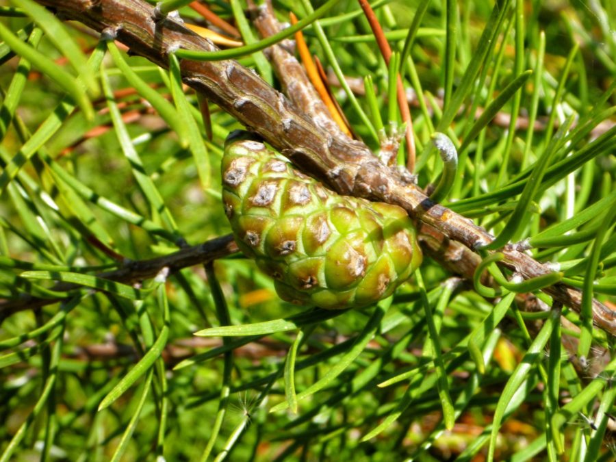 Close up of a green pine cone attached to line tree branch