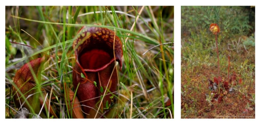 Close up shot of pitcher like chamber of a pitcher plan, beside another shot of the whole plant, with a single stock with a yellow and orange blossom at the top