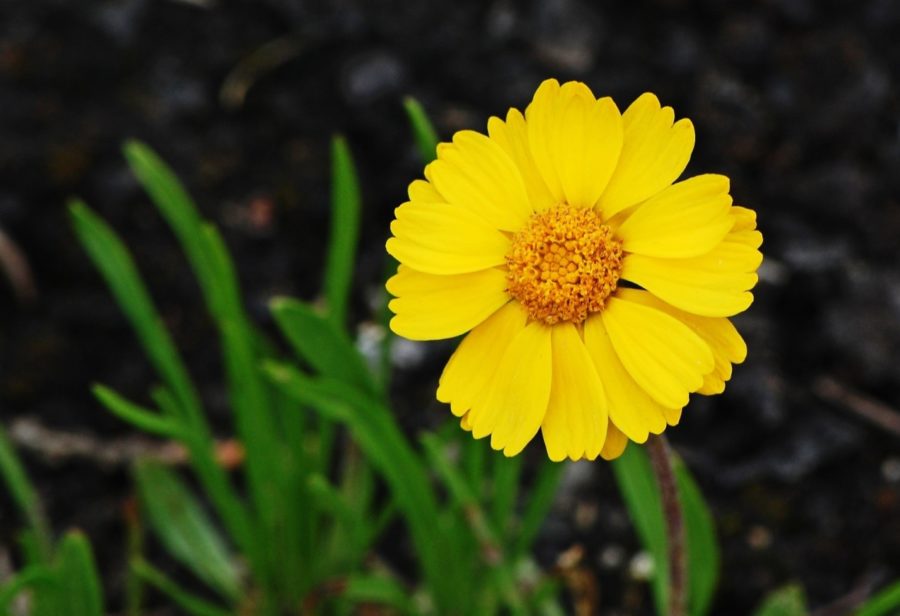 Single yellow blossom with orange centre, with greenery in the background. 