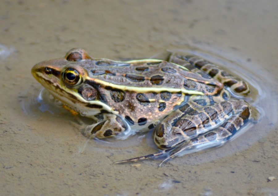 brown frog with spots and two distrct green lines running down it's back in shallow water