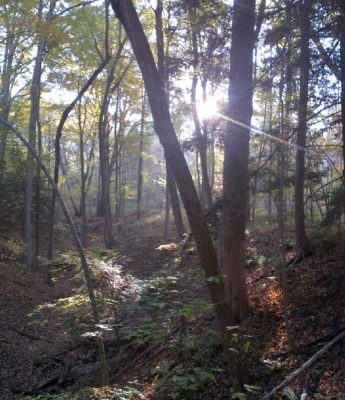 A low sun is coming through the trees in the forest